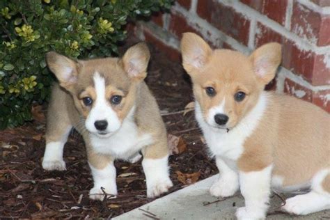 Corgi Adoption in Salt Lake City, UT: Corgi Puppies for Sale in .